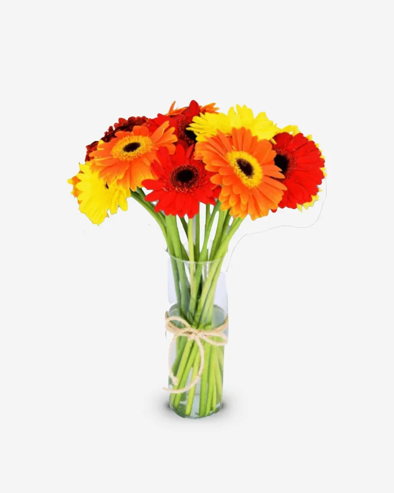 Arreglo de 12 gerberas Cálidas