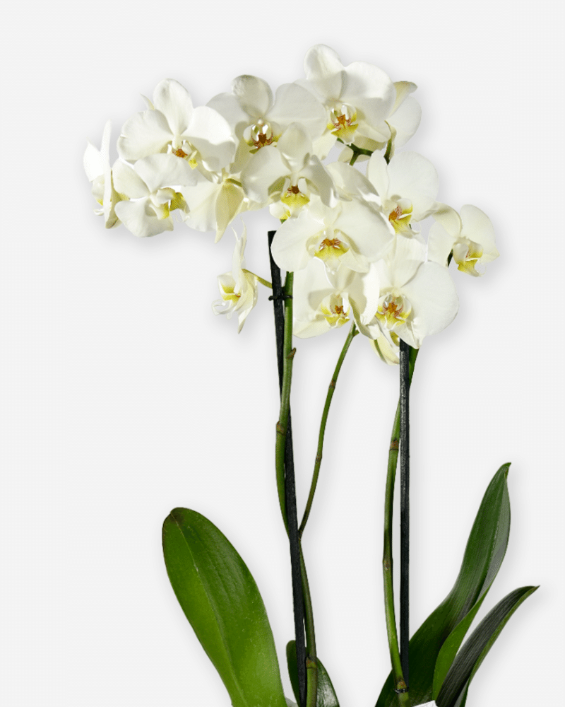 orquidea 1